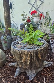"A fern in a handmade cement pot