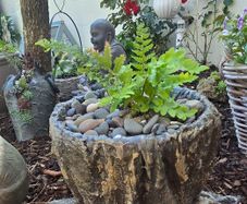 "A fern in a handmade cement pot