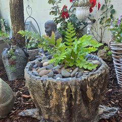"A fern in a handmade cement pot