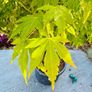 Japanese Maple (Acer) 6ft Image 2
