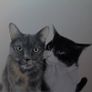 pet Image 5