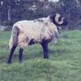 Hog ram for sale Image 4