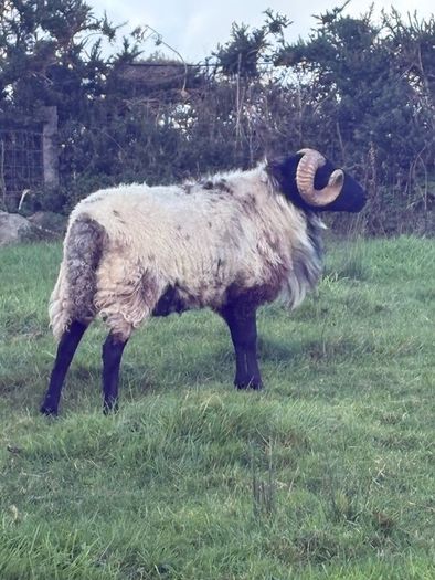 Hog ram for sale