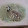 red legged partridge print Image 2