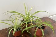 Spider plant house plant
