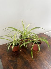 Spider plant house plant