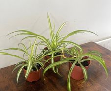 Spider plant house plant