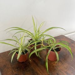 Spider plant house plant