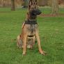 k9 Power Herness S/M/L Image 4