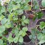 Organic strawberries Image 3