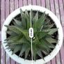 Set of 3 White Ceramic Plant Pots Image 3