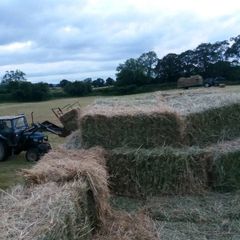 Small square bales of 2026 hay
