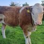 PBR Simmental heifer Image 6