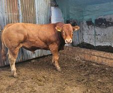 Limousin Bulls