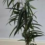 Indoor Plant Image 3