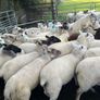 Hogget ewe Image 3