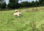Hoggets