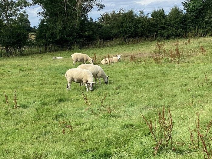 Hoggets