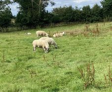 Hoggets