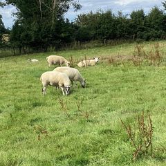 Hoggets