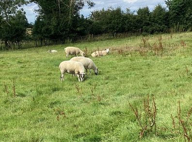 Hoggets
