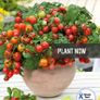 (T) Pot Tomato Bajaja seeds 0.1g (882761) Image 2