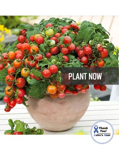 (T) Pot Tomato Bajaja seeds 0.1g (882761)
