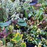 Shrubs, Garden Plants Image 6