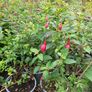 Portugeuse Laurel Hedging Image 9