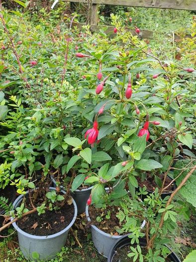 Portugeuse Laurel Hedging