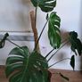 Monstera deliciosa Image 2