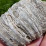 Big Coral fossil w/ complete silicification, mineral replacement, calcium carbonate to silica. Image 7