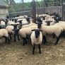 Suffolk hoggets Image 3