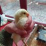 Fertilised chicken eggs Image 2