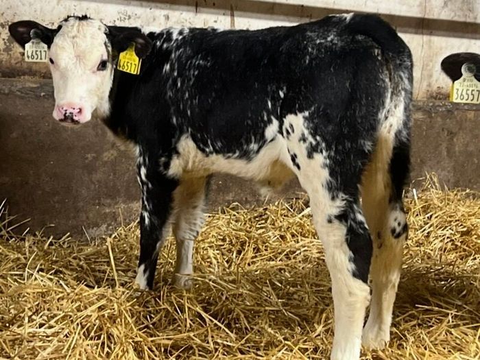 Belgian Blue Heifer Calves
