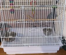 Bird cage