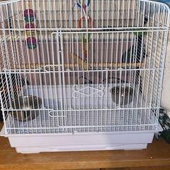 Bird cage