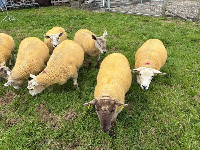 9 Texel x Hoggets
