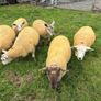 9 Texel x Hoggets Image 3
