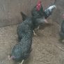 Hens, point of lay pullets Image 4
