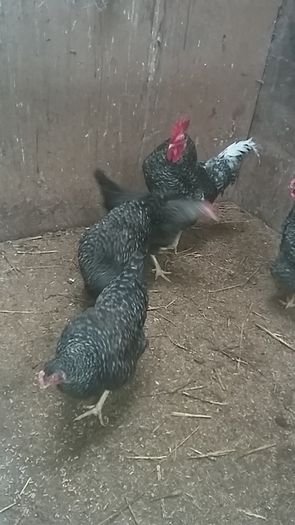 poultry, pullets, Hens,