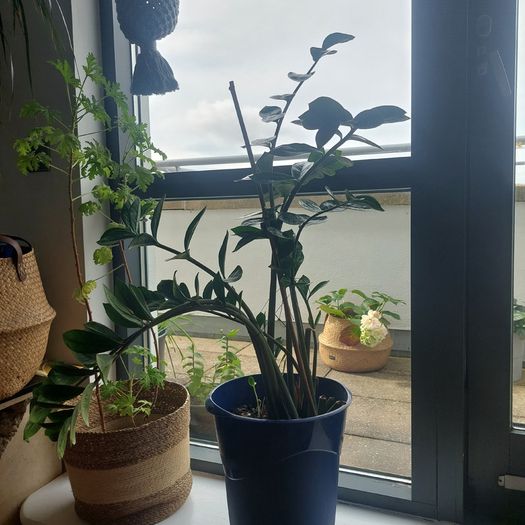 Plants