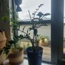 Plants Image 3