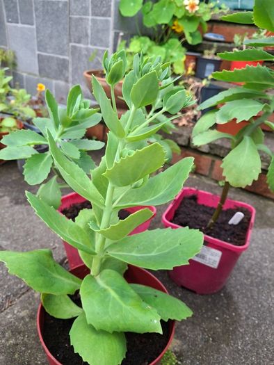 Autumn flowering sedum (Red)