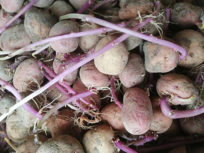 Seed potatoes, mix of Roosters and Kerrs Pinks