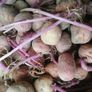 Seed potatoes, mix of Roosters and Kerrs Pinks Image 3
