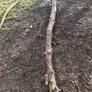 Holly Tree  Sculpture/Turning. Image 3