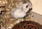 Winter White hamster for adoption