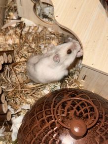 Winter White hamster for adoption