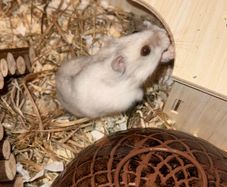 Winter White hamster for adoption